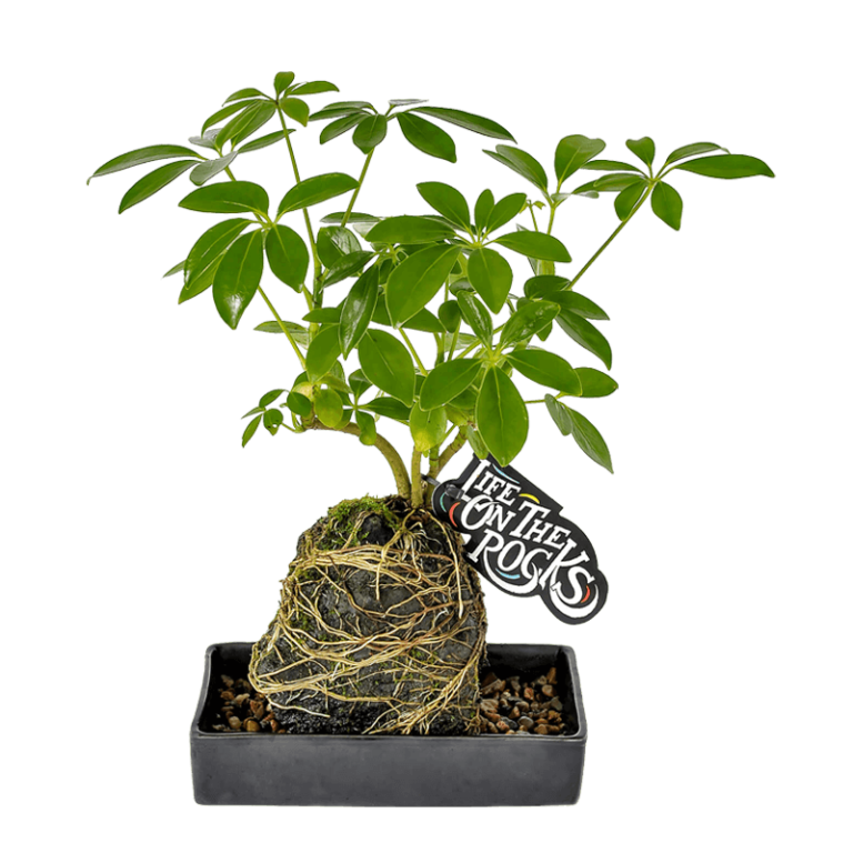 Life on the rocks and Ferns on the ROX Amazone