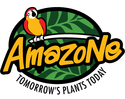 Amazone